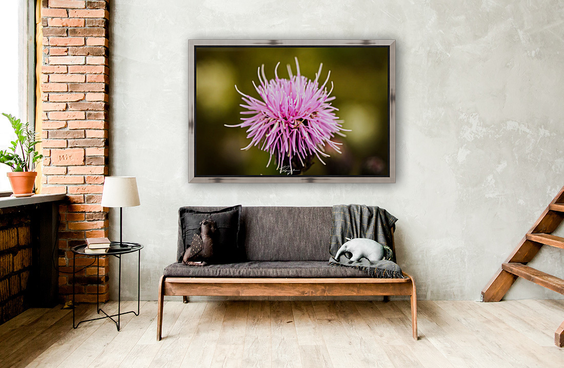 Rocky Mountain Thistle Reproduction