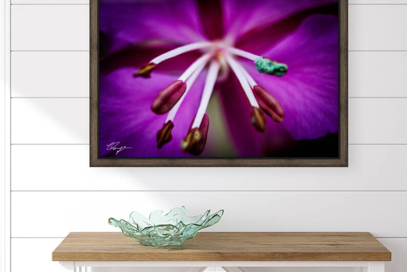 Fireweed Macro by Wild Sage Photography