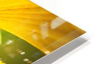 Yellow Macro HD Metal print