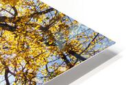 Photo 127 HD Metal print