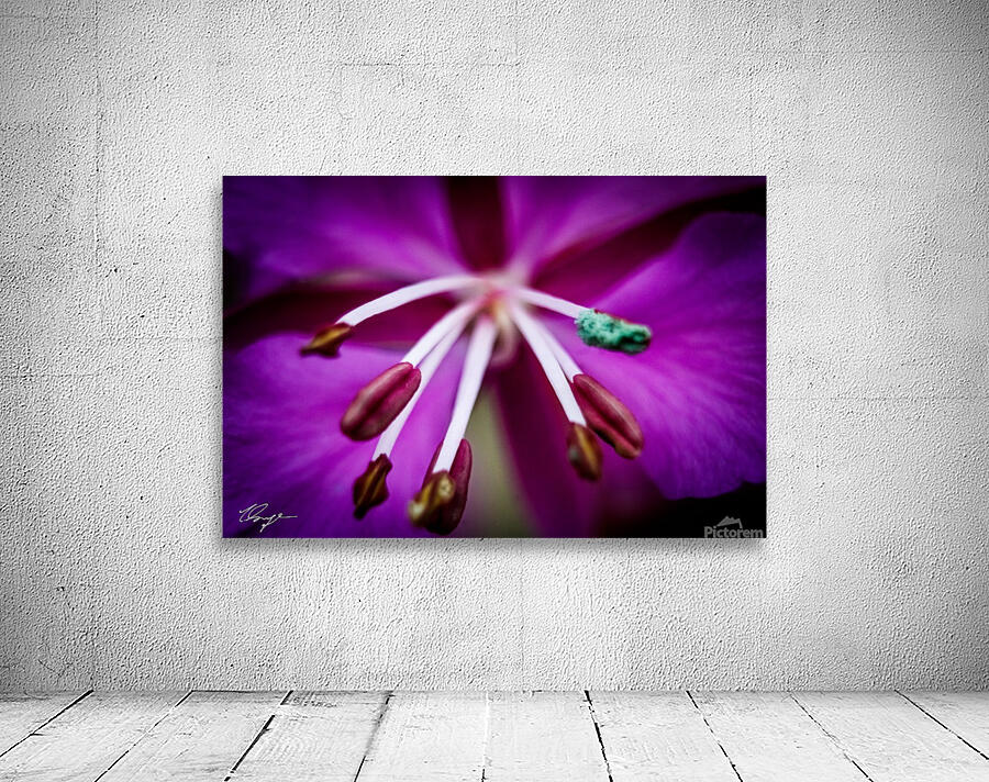Fireweed Macro Wall Preview