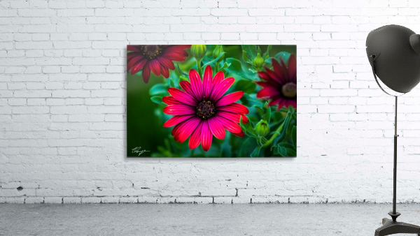 African Daisy Wall Preview