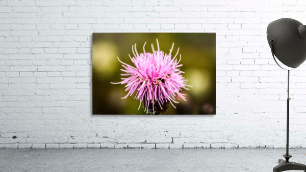 Rocky Mountain Thistle Wall Preview