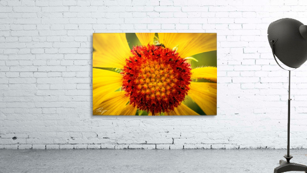 Yellow Macro Wall Preview