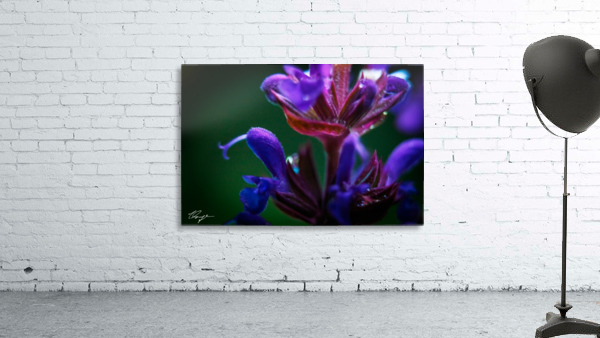 Bead on the Bush Wall Preview