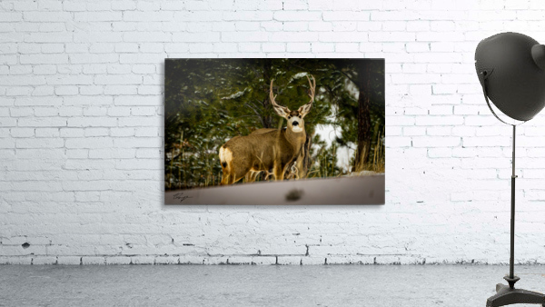 Buck Wall Preview