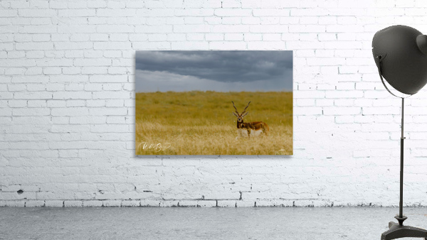Photo 110 Wall Preview