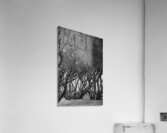 trees yard nature forest Acrylic Print