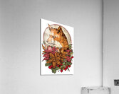 Brown fox Acrylic Print
