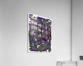 lavender isolated substance Acrylic Print