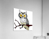 bird owl Acrylic Print