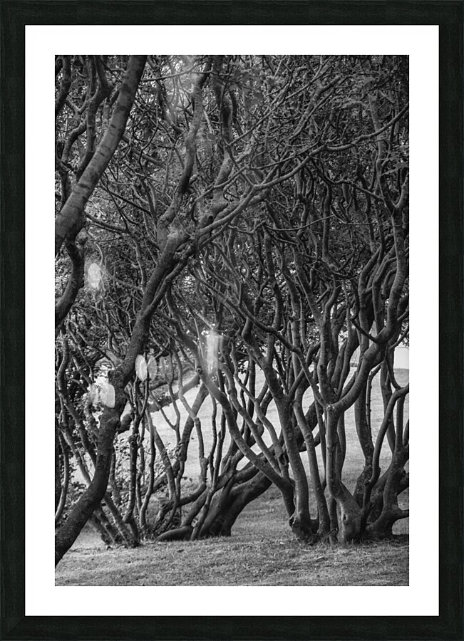 trees yard nature forest Picture Frame print