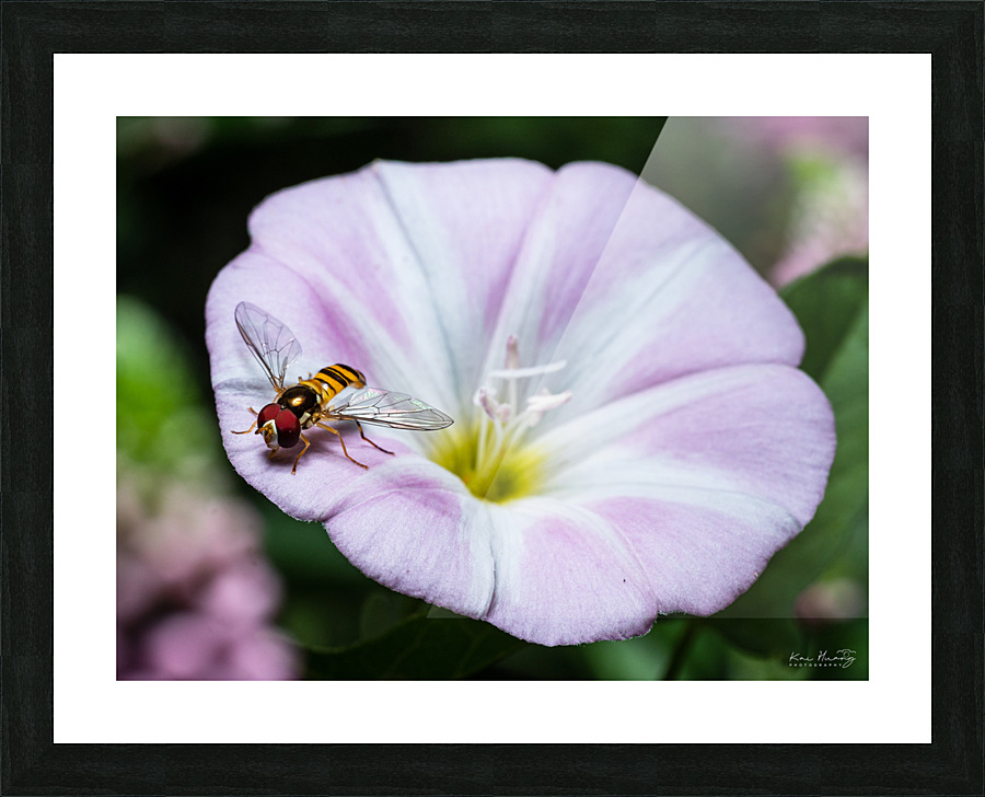 Oblique Streaktail Picture Frame print