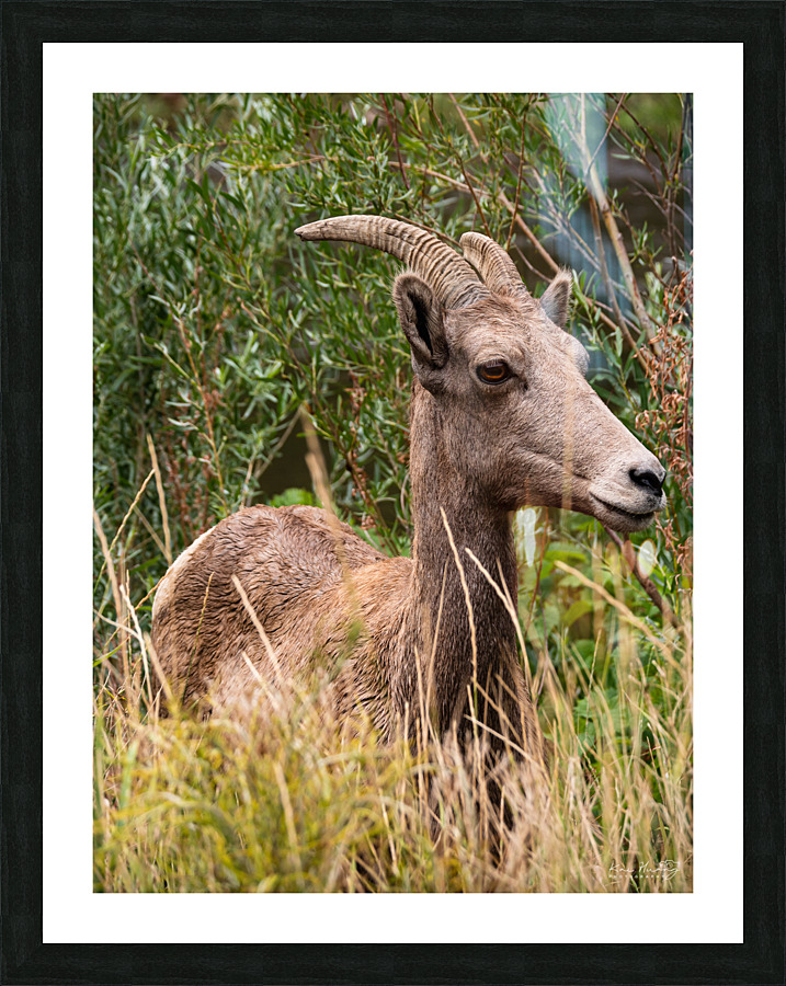 Big Horn Sheep Picture Frame print