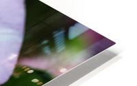 Oblique Streaktail HD Metal print