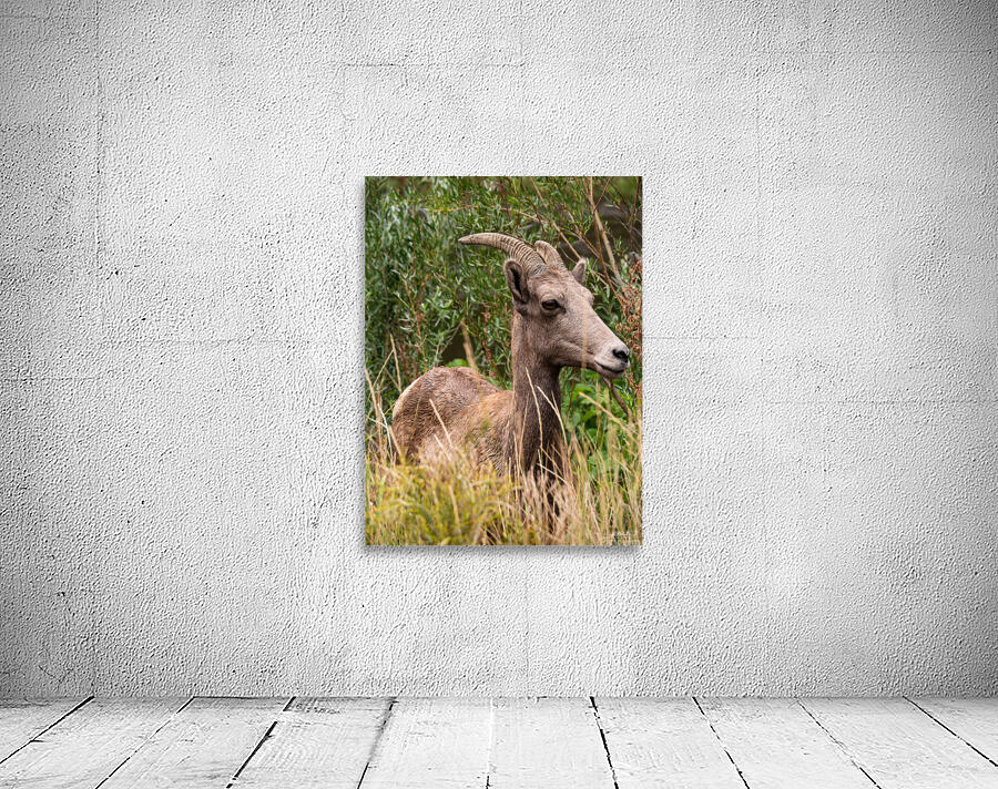 Big Horn Sheep Wall Preview