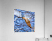 DSC07381 Acrylic Print