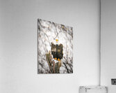 DSC06903 Acrylic Print