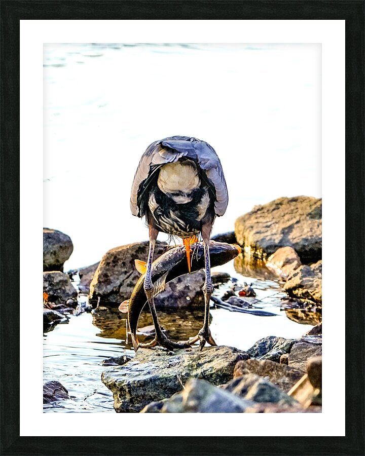 Sucker fish for Dinner Picture Frame print