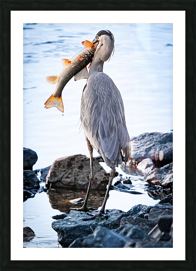 Dinner time  Picture Frame print