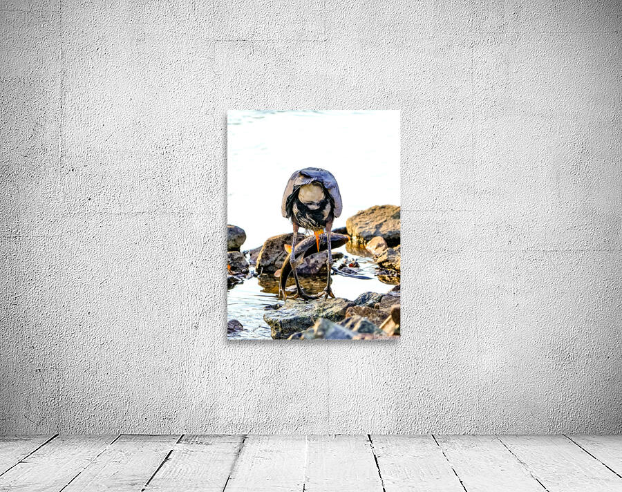 Sucker fish for Dinner Wall Preview