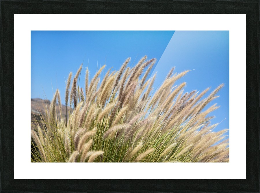 Foxtails on a Hill Picture Frame print