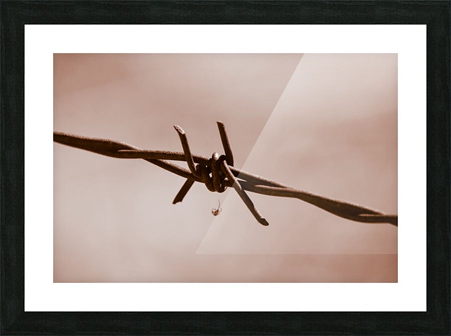 Spider on Barbed Wire Picture Frame print