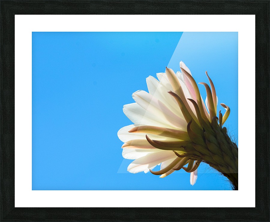 Cactus Flower Picture Frame print