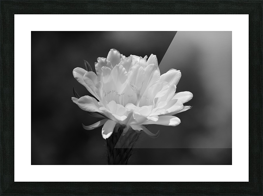 Desert Princess Picture Frame print