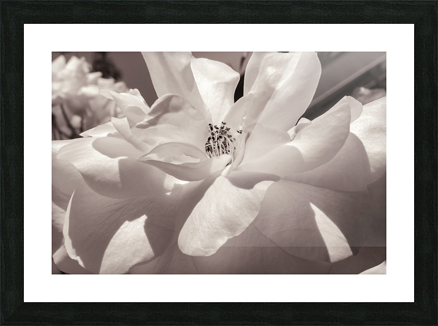 Delicate Beauty Picture Frame print
