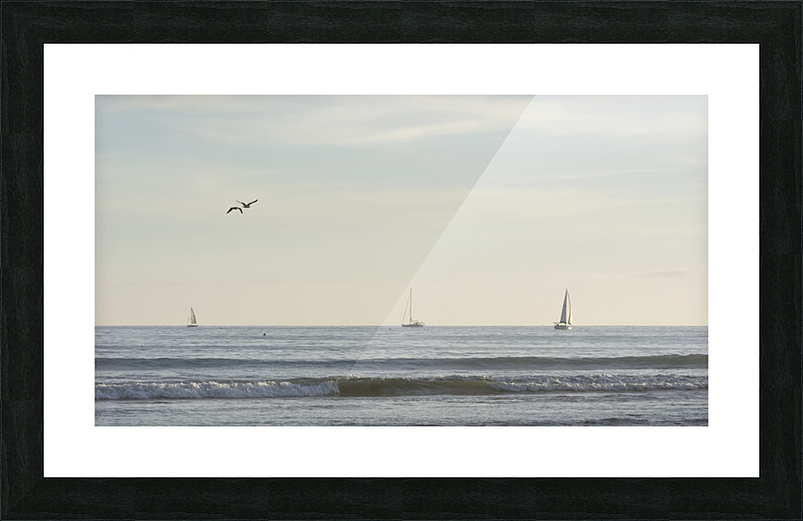 Sailing Dana Point Picture Frame print