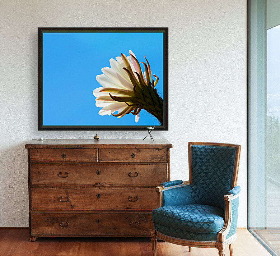 Cactus Flower Reproduction