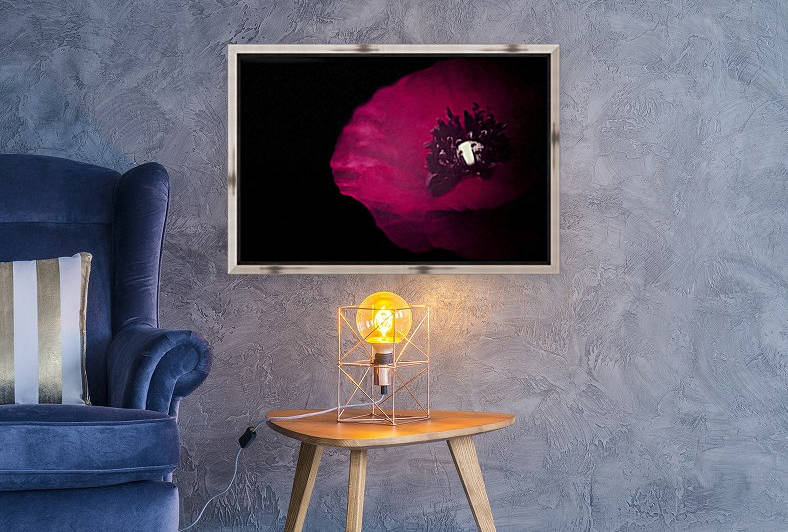 Poppy on Black  by Leah McPhail