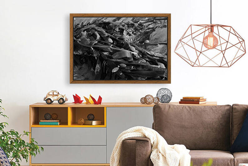 Seaweed in Black and White by Leah McPhail