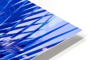 Blue Palms HD Metal print