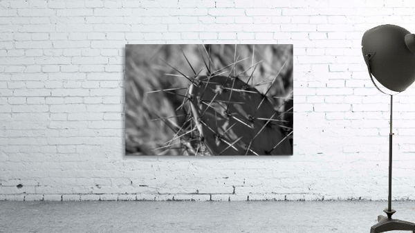 Prickly Pear Wall Preview