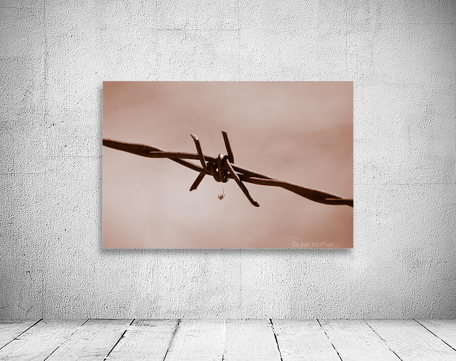 Spider on Barbed Wire Wall Preview