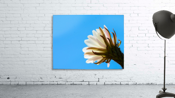 Cactus Flower Wall Preview