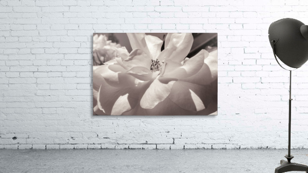 Delicate Beauty Wall Preview