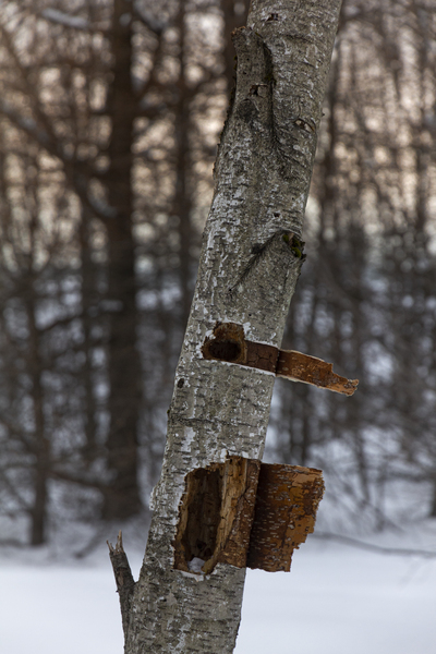 Tree trunk Digital Download