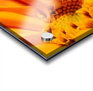 fleur orange Acrylic print