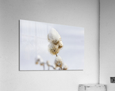 Chardon Acrylic Print