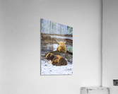 Highland2 Acrylic Print