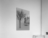 Winter trees Acrylic Print