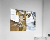 Biche Acrylic Print
