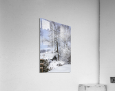 Winter Acrylic Print