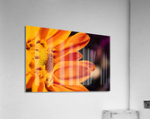 fleur orange Acrylic Print