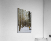 Rando Acrylic Print