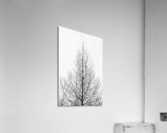 Naked tree Acrylic Print