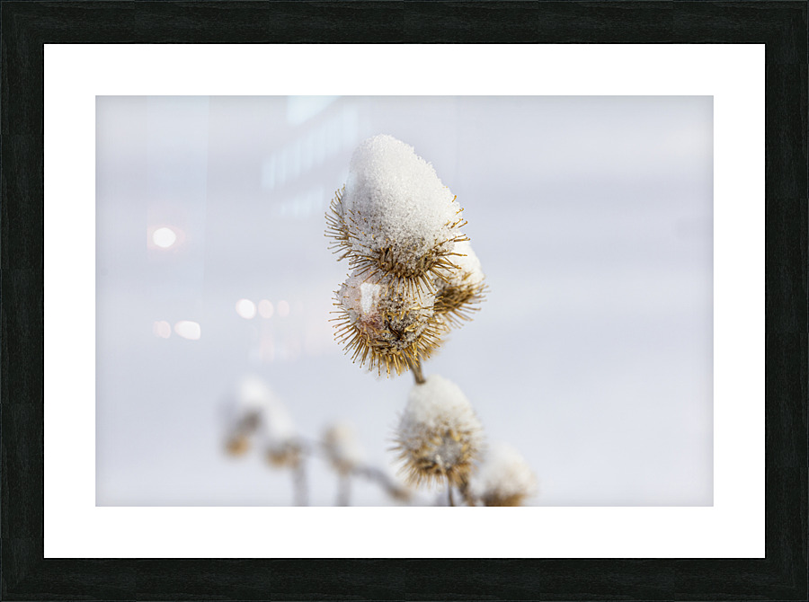 Chardon Picture Frame print